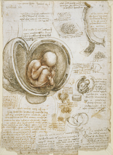 File:Leonardo da Vinci - Studies of the foetus in the womb 160x219.jpg