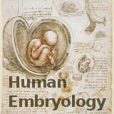 File:Leonardo da Vinci - Studies of the foetus in the womb logo.jpg
