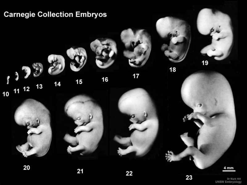 File:Human Carnegie staged embryos 10-23.jpg