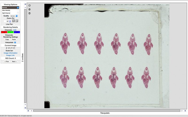 File:Blechschmidt-Embryo-1951-09-01-Slide-60-Overview.jpg