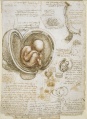 Leonardo da Vinci - Studies of the foetus in the womb 2289x3136.jpg