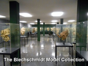 Blechschmidt model collection room.jpg
