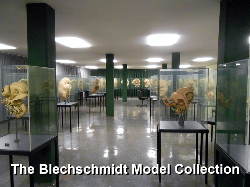 File:Blechschmidt model collection room.jpg